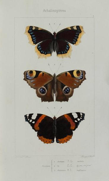 Pierre-Hippolyte LUCAS.

Histoire naturelle...