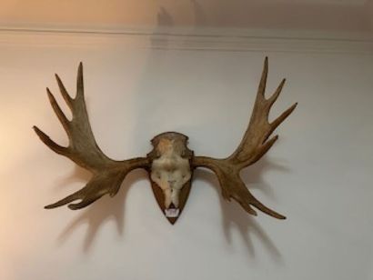 1 moose massacre marked 