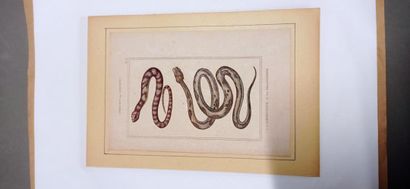 9 planches en couleur représentant des ophidiens...