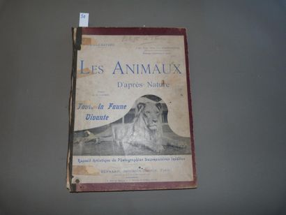 Emile Bayard 

Les Animaux d après nature....