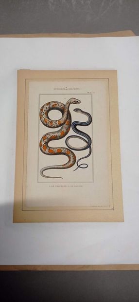 9 planches en couleur représentant des ophidiens...