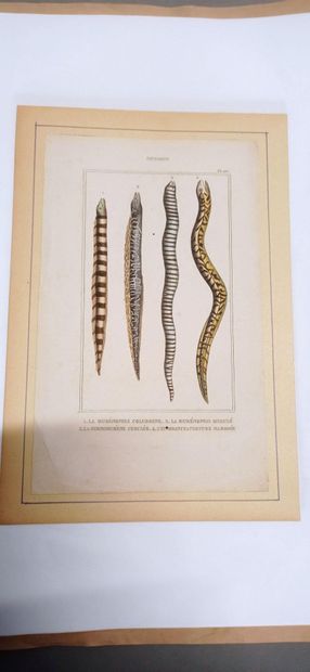 9 planches en couleur représentant des ophidiens...