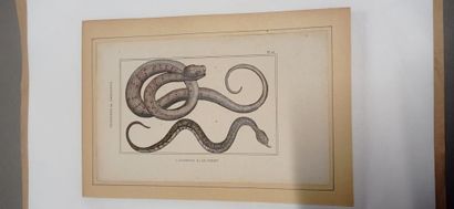 9 planches en couleur représentant des ophidiens...