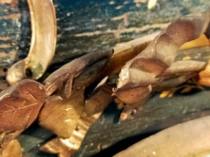 Cartel of violin shape in the Martin varnish...