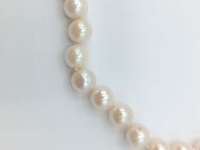 Collier 