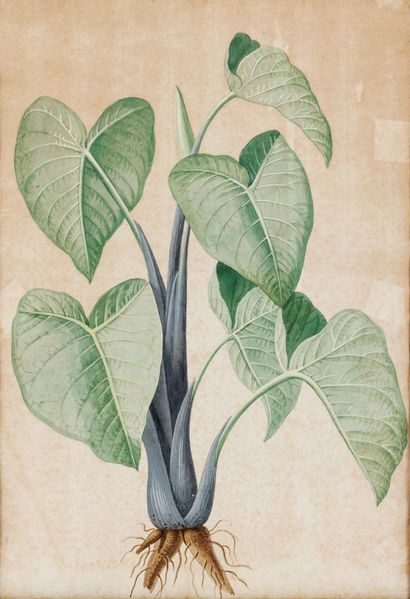 Henri Joseph REDOUTÉ (1766-1852), Dans le...
