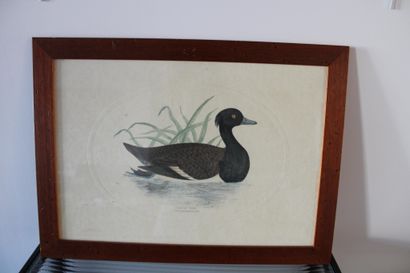 Lithograph (English), 19th century, 48x3...