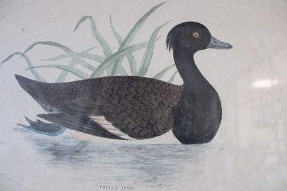 Lithograph (English), 19th century, 48x3...