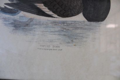 Lithograph (English), 19th century, 48x3...