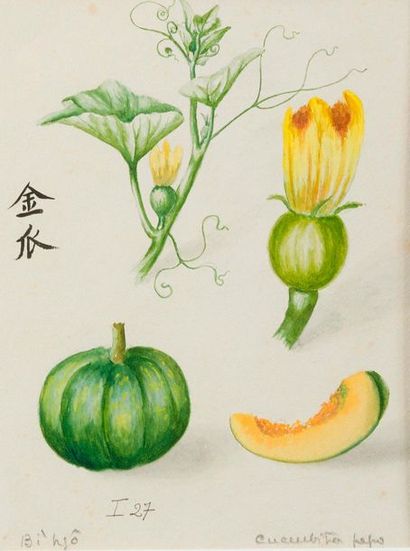 Planches d'herbier médicinal. Un ensemble...
