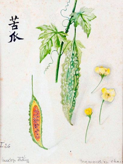 Planches d'herbier médicinal. Un ensemble...