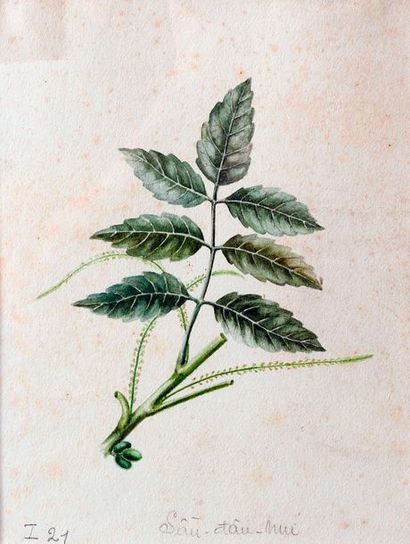 Planches d'herbier médicinal. Un ensemble...