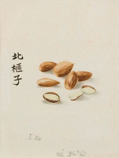 Planches d'herbier médicinal. Un ensemble...