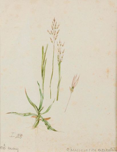 Planches d'herbier médicinal. Un ensemble...