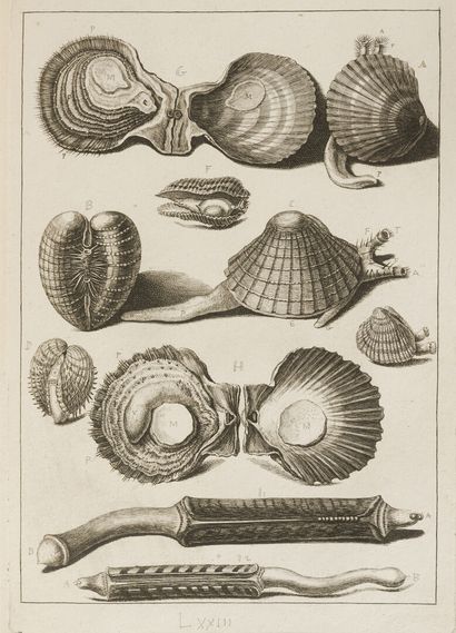 DEZALLIER D'ARGENVILLE (Antoine Joseph)....