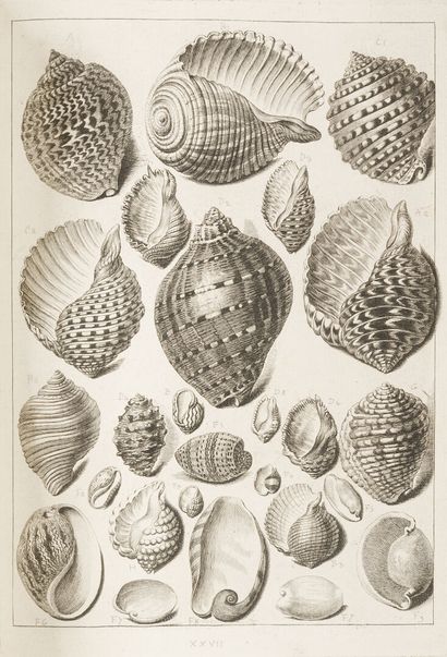 DEZALLIER D'ARGENVILLE (Antoine Joseph)....