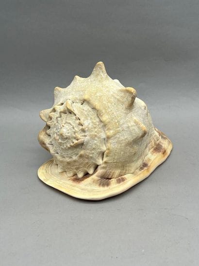 Lot comprenant :
- Un coquillage dit 