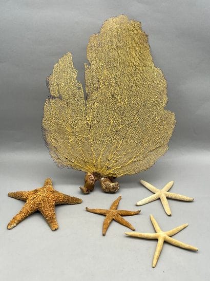 Lot comprenant :
- Un coquillage dit 