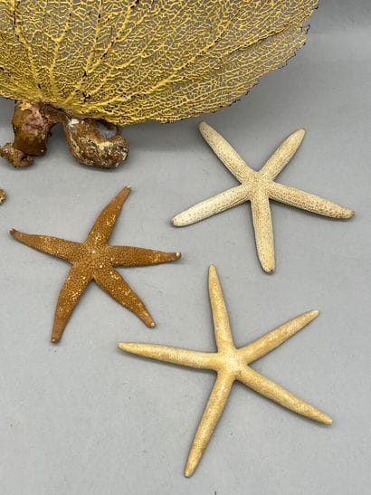 Lot comprenant :
- Un coquillage dit 