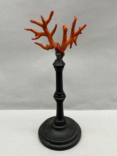 Ancienne branche de corail rouge sur socle....