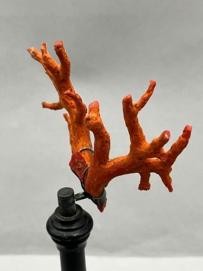 Ancienne branche de corail rouge sur socle....