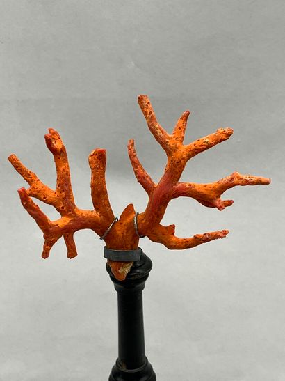 Ancienne branche de corail rouge sur socle....