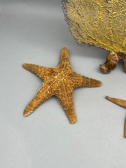Lot comprenant :
- Un coquillage dit 