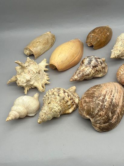 Lot comprenant :
- Une réunion de coquillages...
