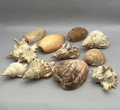 Lot comprenant :
- Une réunion de coquillages...