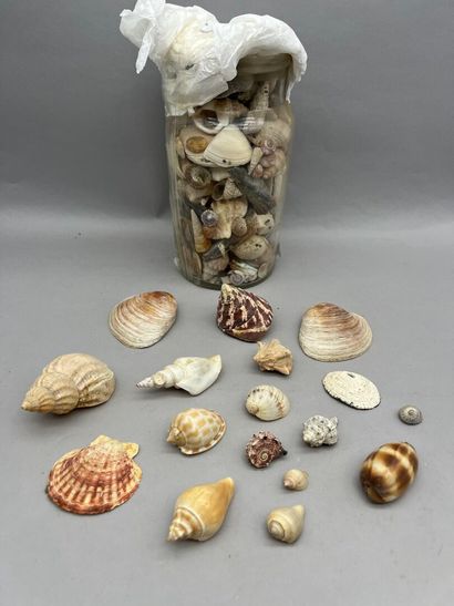 Lot comprenant :
- Une réunion de coquillages...