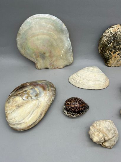 Lot comprenant :
- Une réunion de coquillages...