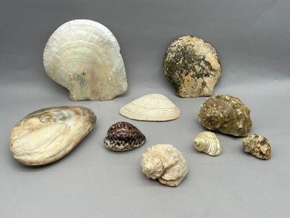 Lot comprenant :
- Une réunion de coquillages...