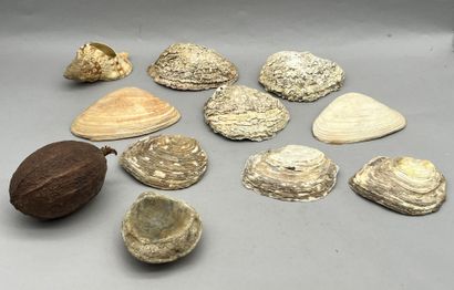 Lot comprenant :
- Une réunion de coquillages...