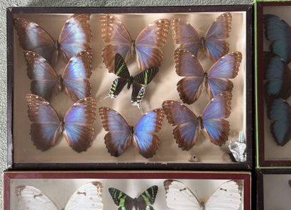 *Set of 4 glass cases with Morpho, Morphidae...