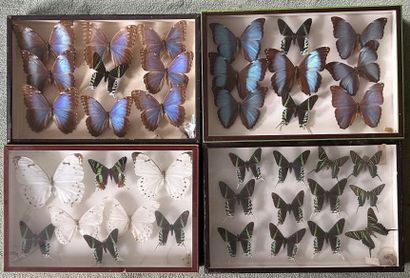 *Set of 4 glass cases with Morpho, Morphidae...
