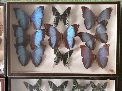 *Set of 4 glass cases with Morpho, Morphidae...