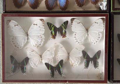 *Set of 4 glass cases with Morpho, Morphidae...