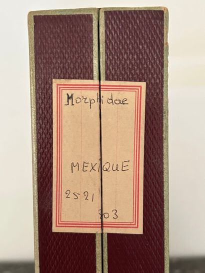 *Set of 4 glass cases with Morpho, Morphidae...