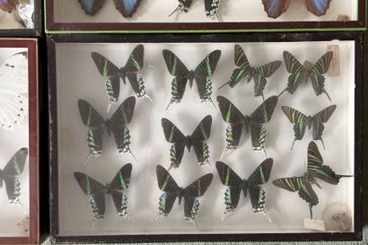 *Set of 4 glass cases with Morpho, Morphidae...