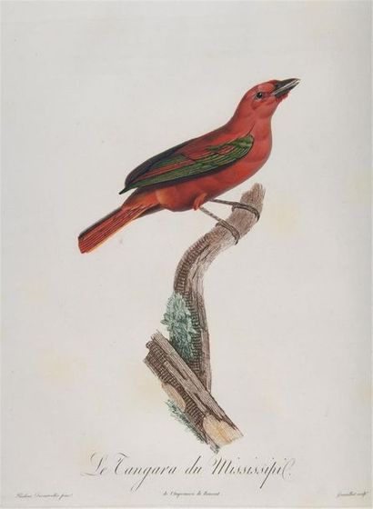 [ORNITHOLOGIE / AMÉRIQUE]. DESMAREST (Anselme-Gaëtan)....