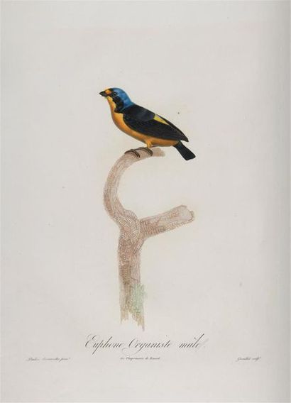 [ORNITHOLOGIE / AMÉRIQUE]. DESMAREST (Anselme-Gaëtan)....