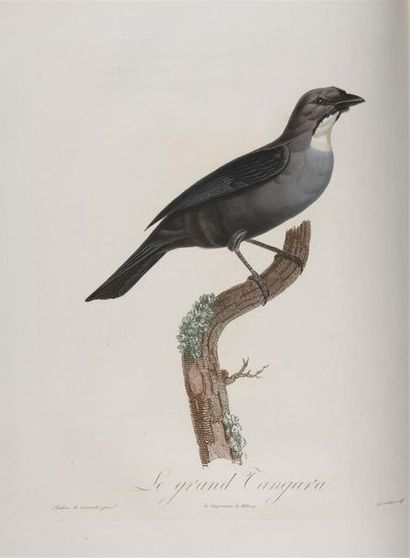 [ORNITHOLOGIE / AMÉRIQUE]. DESMAREST (Anselme-Gaëtan)....