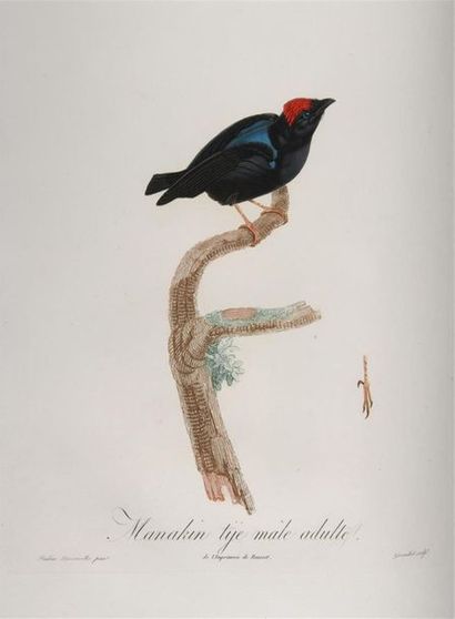 [ORNITHOLOGIE / AMÉRIQUE]. DESMAREST (Anselme-Gaëtan)....