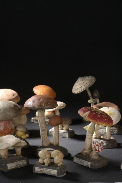 DEYROLLE, circa 1960
Lot of 31 mushrooms...