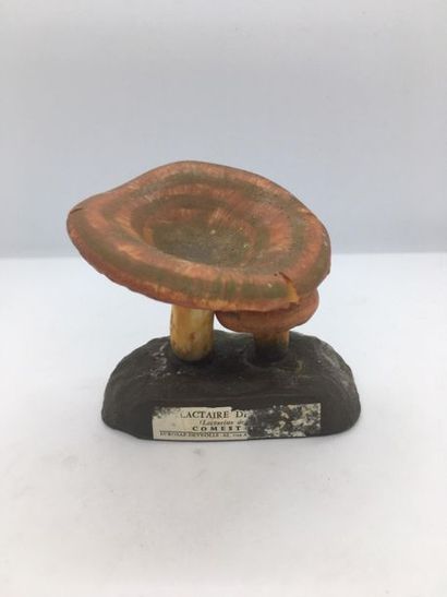 DEYROLLE, circa 1960
Lot of 31 mushrooms...