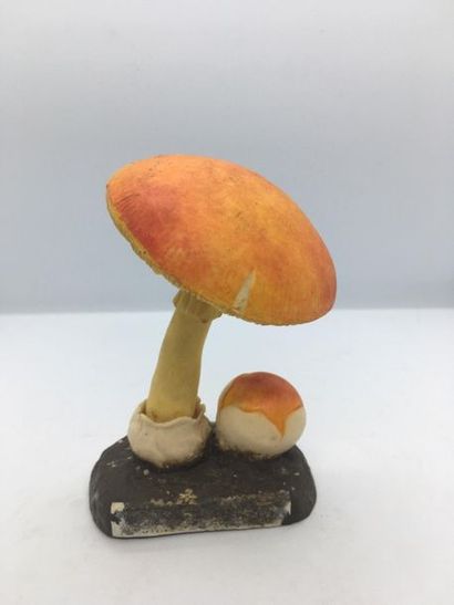 DEYROLLE, circa 1960
Lot of 31 mushrooms...