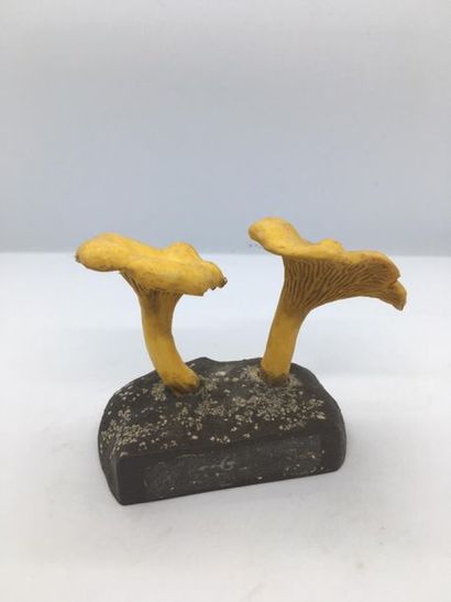 DEYROLLE, circa 1960
Lot of 31 mushrooms...