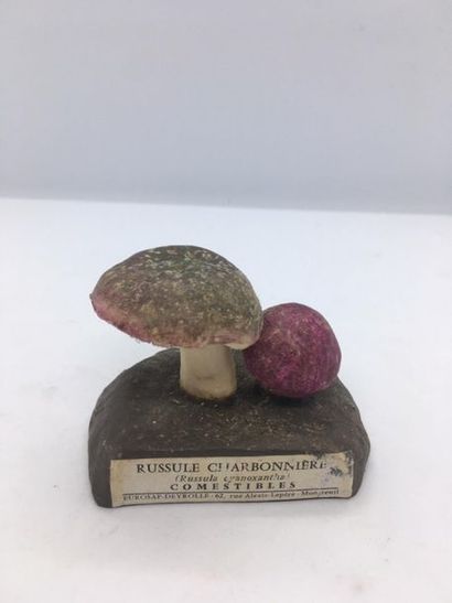DEYROLLE, circa 1960
Lot of 31 mushrooms...
