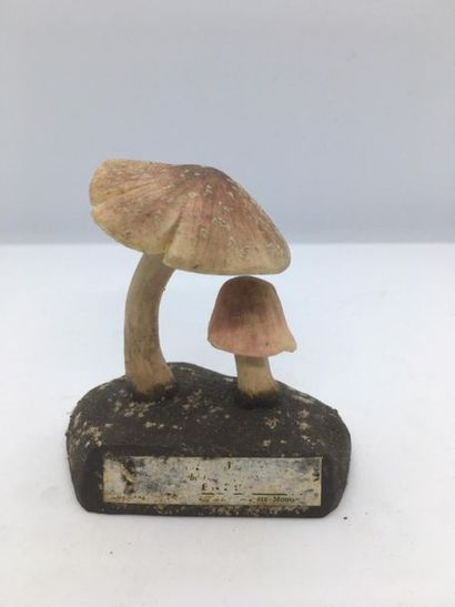 DEYROLLE, circa 1960
Lot of 31 mushrooms...