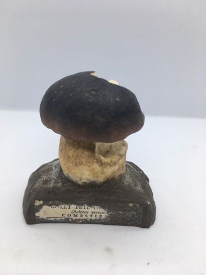 DEYROLLE, circa 1960
Lot of 31 mushrooms...